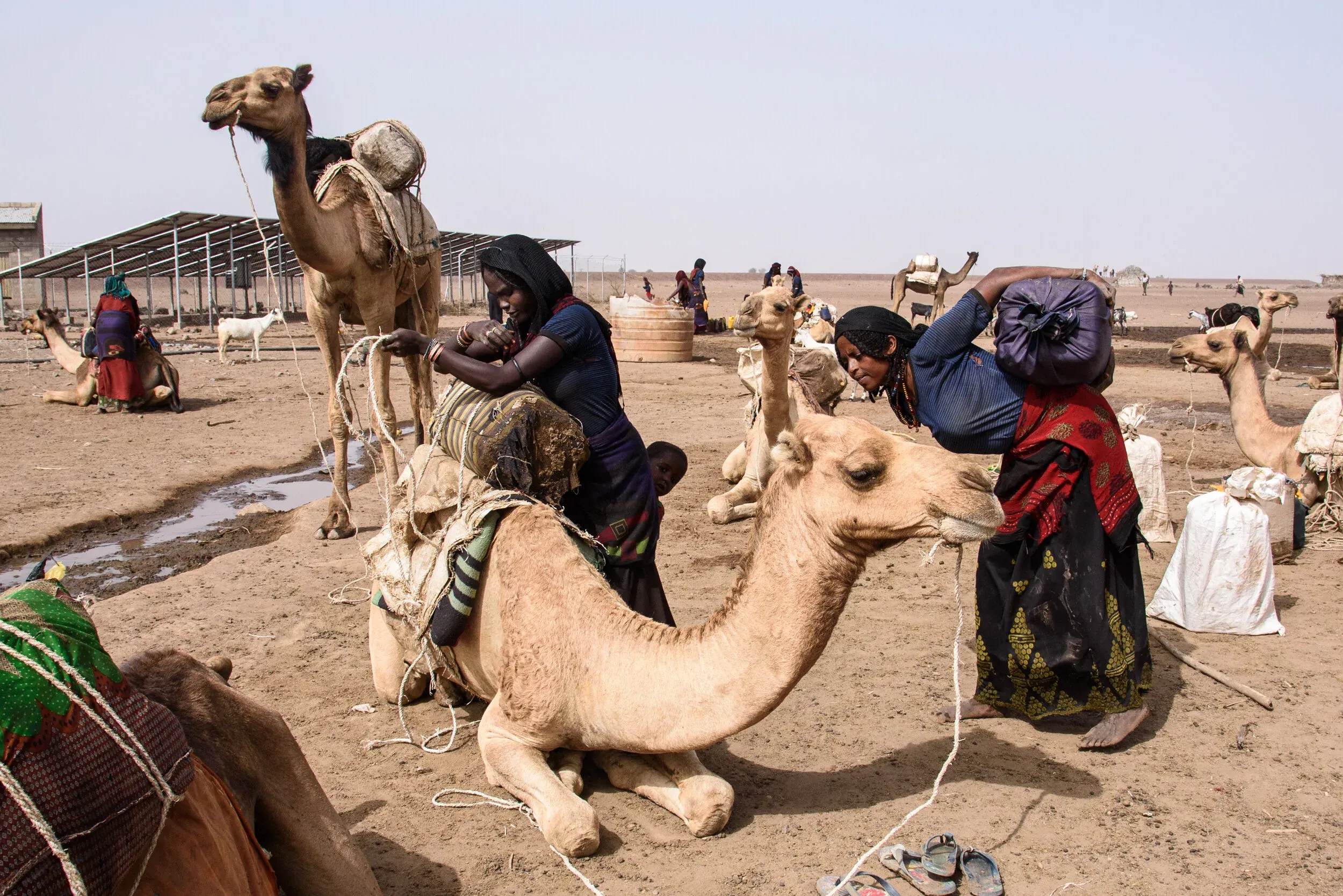 Afar women loading water containers onto camels at a water point, with solar panels behind them